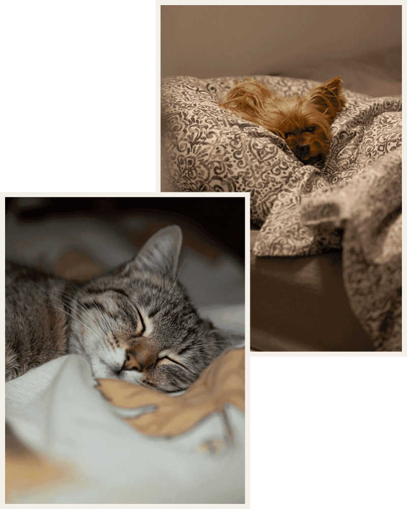 Professional Cat Sitting Services in Atlanta
